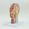 Customized Color China ISO Deluxe Anatomical Brain model